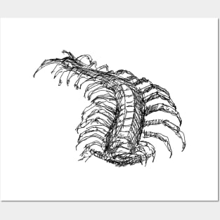 Centipede drawing Posters and Art